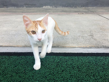 Portrait of cat on floor