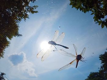 Low angle view of insect on lake against sky