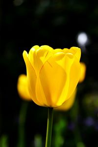 Close-up of yellow flower against blurred background