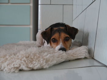 Portrait of dog relaxing on floor at home