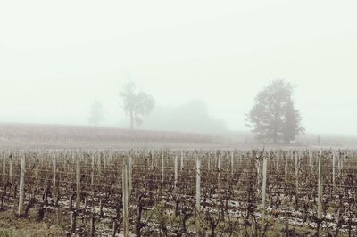 Scenic view of field against sky during foggy weather