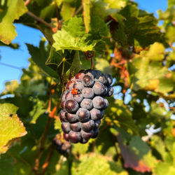 Close-up of blackberries growing on tree