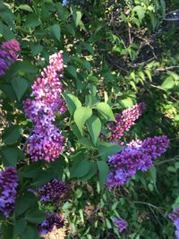 Close-up of purple flowers blooming outdoors