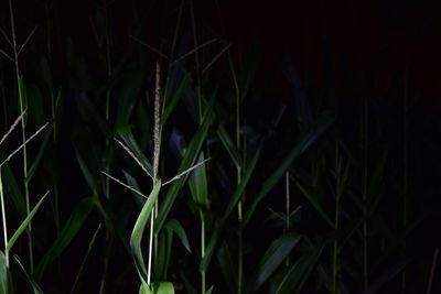 Plants growing in the dark