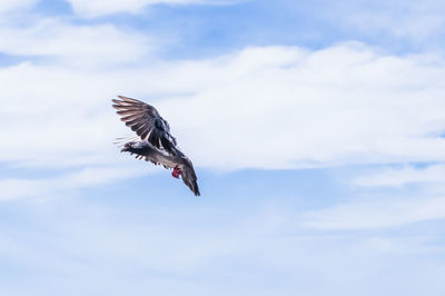 Low angle view of bird flying in sky