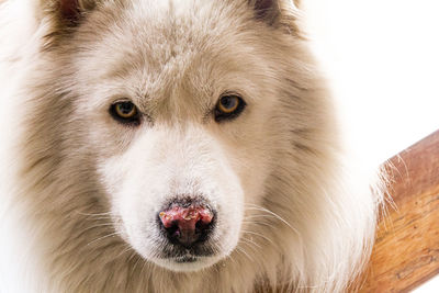 Close-up portrait of a dog