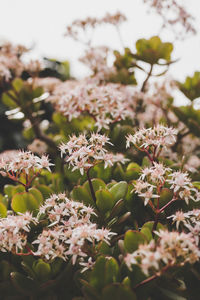 Close-up of white flowering plant