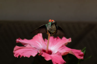 Close-up of butterfly pollinating on pink flower