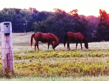 Horses grazing on field