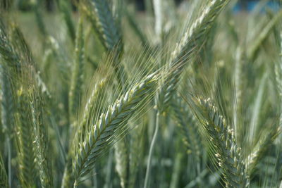 Close-up of wheat growing on field