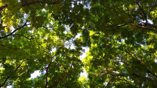 Low angle view of trees in forest