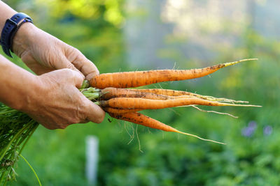 Cropped hand of man holding plant