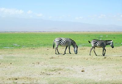 Zebra standing on field against sky