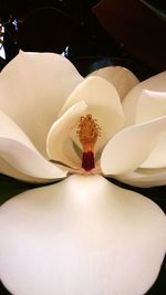 Close-up of flower