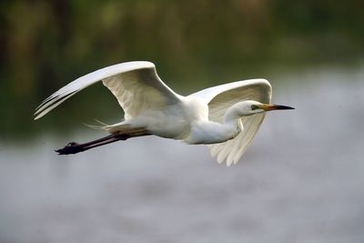 Close-up of egret