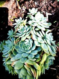 High angle view of succulent plant