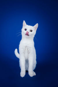 Portrait of white cat against blue background
