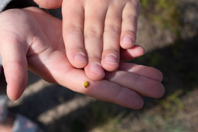 22 spot ladybird .