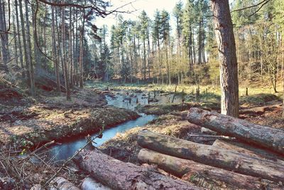 View of trees in forest