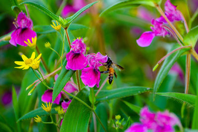 Close-up of bee pollinating on pink flower