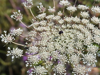 Close-up of insect on purple flowering plant