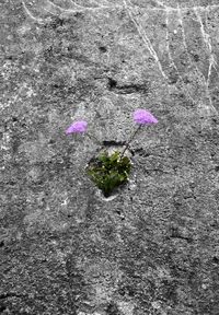 Beautiful purple flowers blooming on plant