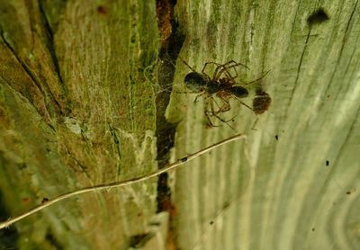 Close-up of spider on web