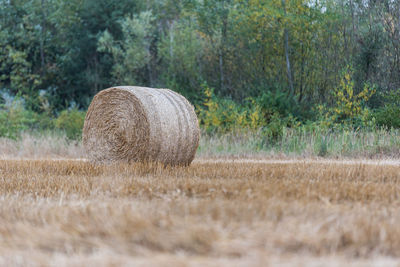 Hay bales on field