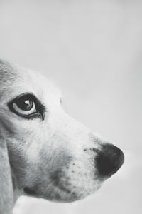 Close-up portrait of dog