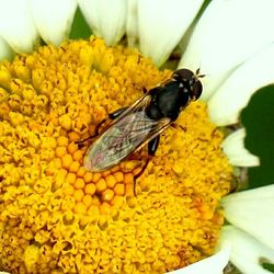 Close-up of bee pollinating on yellow flower