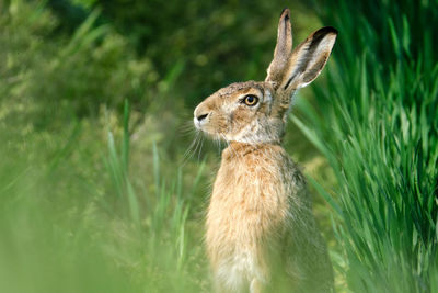 Brown hare in the field