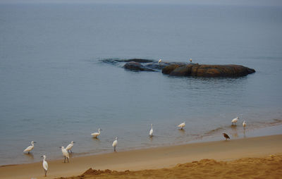 Birds swimming in lake against sky