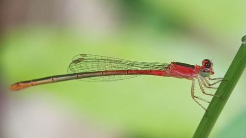 Close-up of dragonfly on leaf