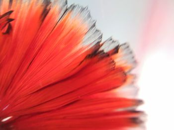 Close-up of red flower against white background