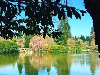 Reflection of trees in water