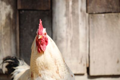 Close-up of rooster