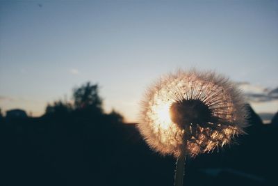 Close up of dandelion against blurred background