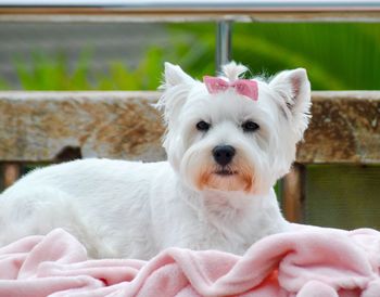 Close-up of white dog sitting outdoors