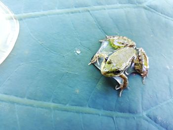 High angle view of a turtle