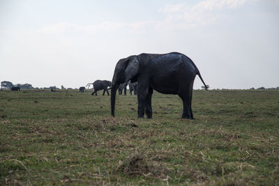 Elephant in a field