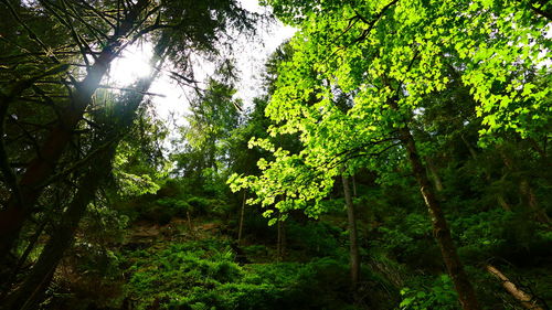 Low angle view of trees against sky