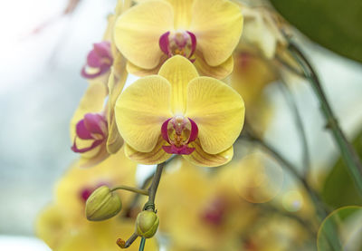 Close-up of yellow orchid