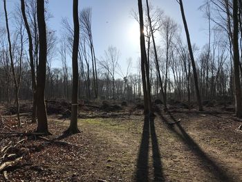 Bare trees in forest against sky