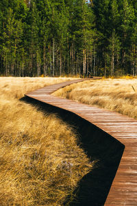 Trees growing on field in forest