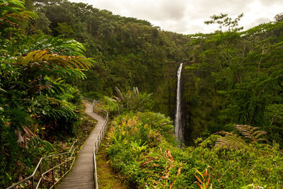 Trail leading to akaka waterfall in hawaii.