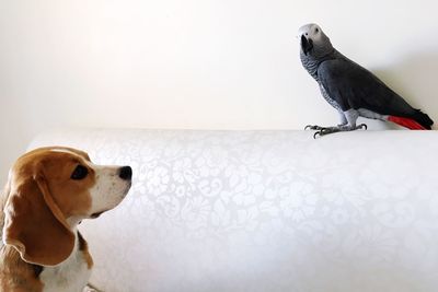 Puppy looking at bird perching on sofa at home