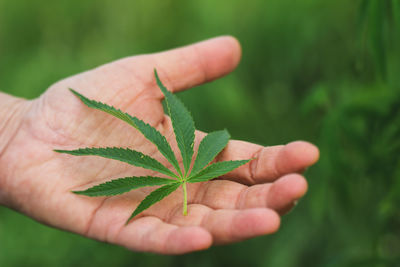Cropped hand holding marijuana leaf