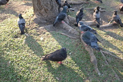 High angle view of pigeons perching on grass
