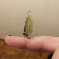 Close-up of butterfly on hand