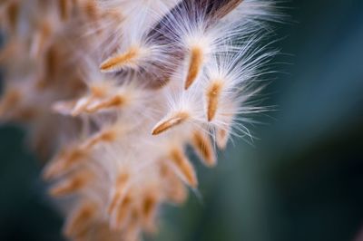 Close-up of dandelion on plant